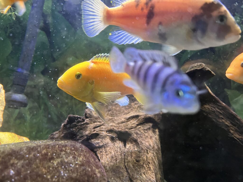 An image of three fishes swimming among wooden decor fishes. One fish is orange with spots, one is grey/blue with stripes, and another is yellow. 